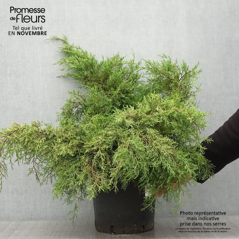 Ejemplar de Juniperus media Mint Julep - Enebro híbrido Maceta 7,5L/10L entregado en otoño