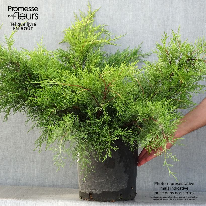 Ejemplar de Juniperus media Mint Julep - Enebro híbrido Maceta 7,5L/10LAltura de entrega aprox. 50/60cm entregado en verano