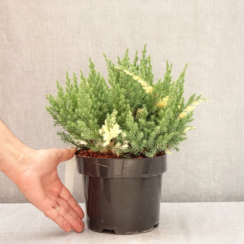 Ejemplar de Juniperus chinensis Expansa Variegata - Enebro de la China Maceta 2L/3L entregado en verano