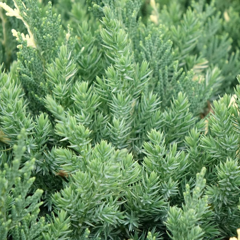 Juniperus chinensis Expansa Variegata - Enebro de la China (Follaje)