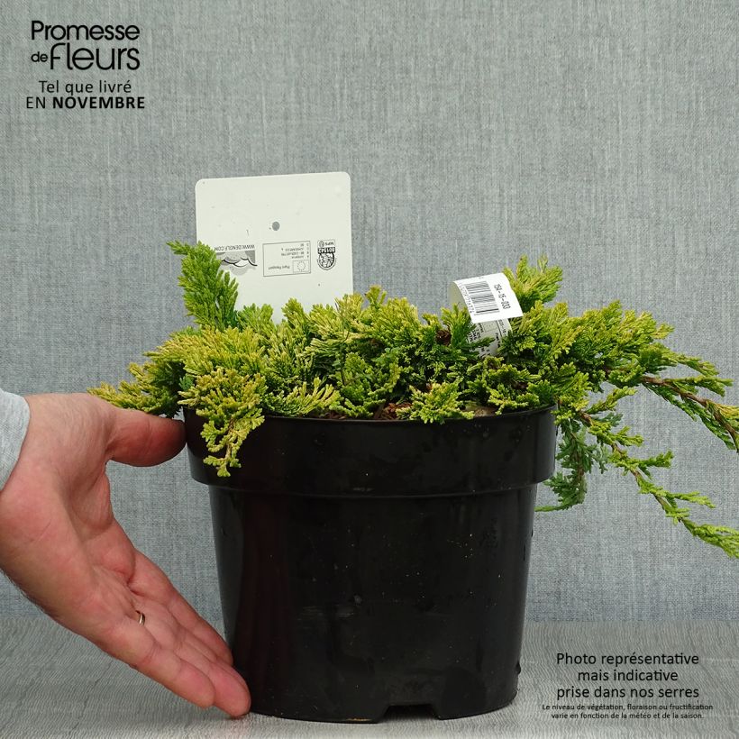 Ejemplar de Juniperus horizontalis Golden Carpet - Enebro rastrero Maceta 2L/3L entregado en otoño