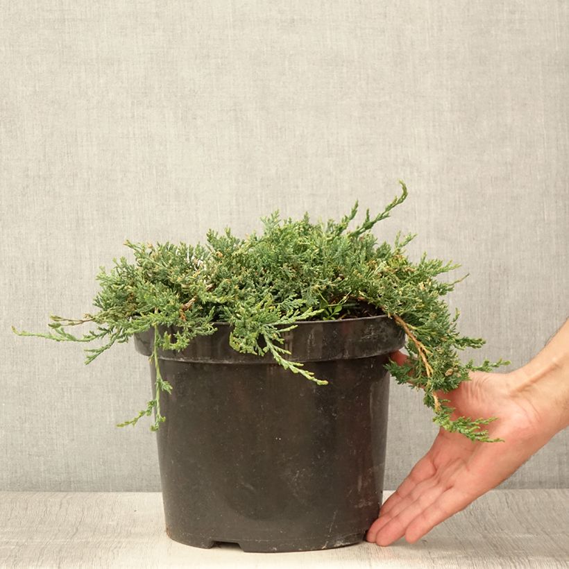 Ejemplar de Juniperus horizontalis Wiltonii - Enebro rastrero Maceta 7,5L/10L entregado en verano
