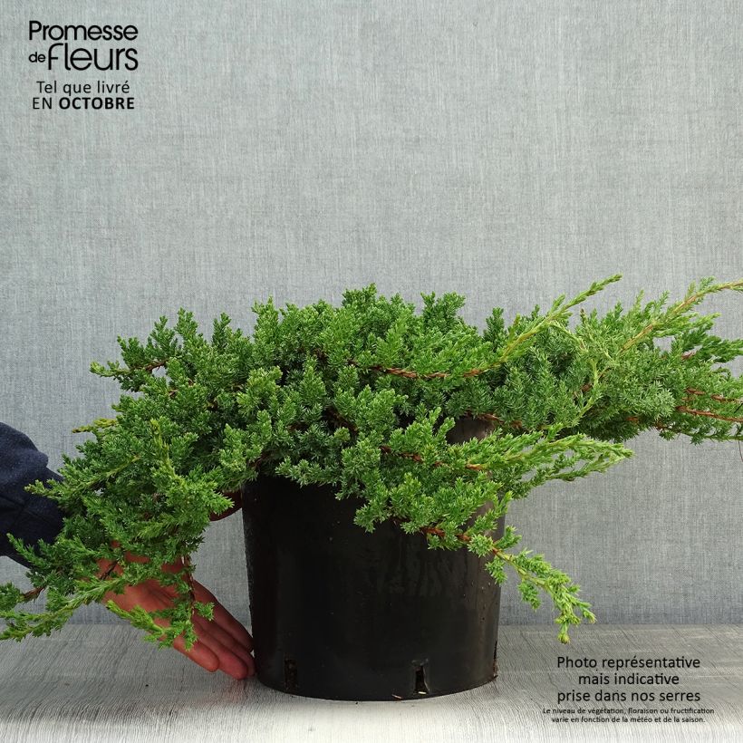 Ejemplar de Juniperus procumbens Nana - Enebro Maceta 7,5L/10L entregado en otoño