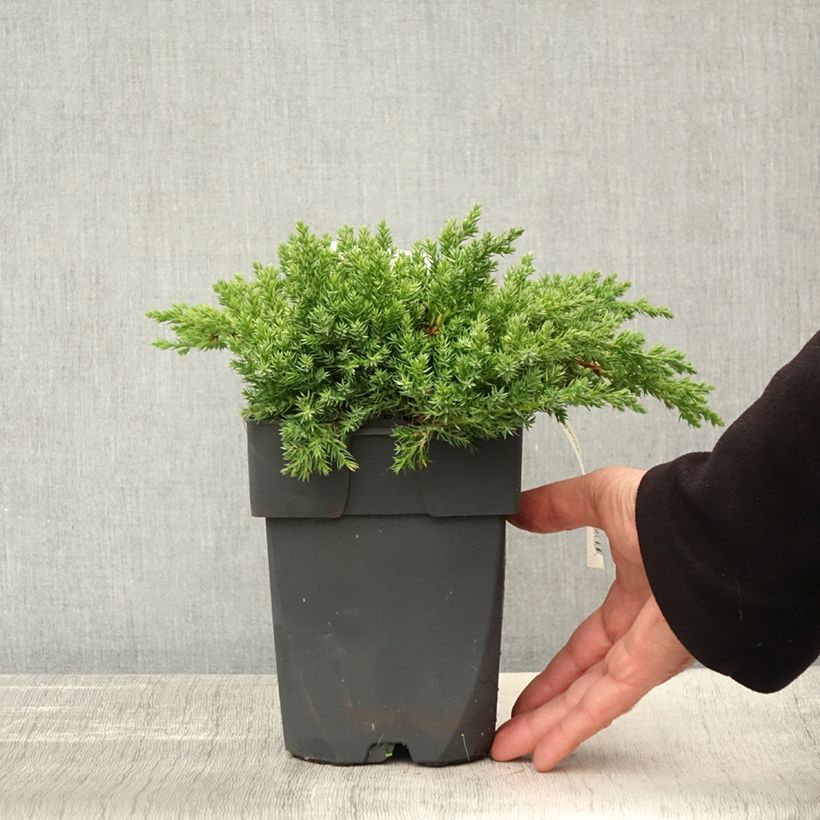 Ejemplar de Juniperus procumbens Nana - Enebro Maceta 2L/3L entregado en otoño