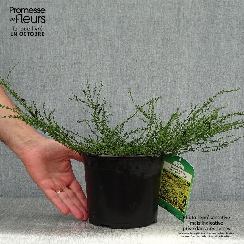 Ejemplar de Genista pilosa Vancouver Gold Maceta 2L/3L entregado en otoño
