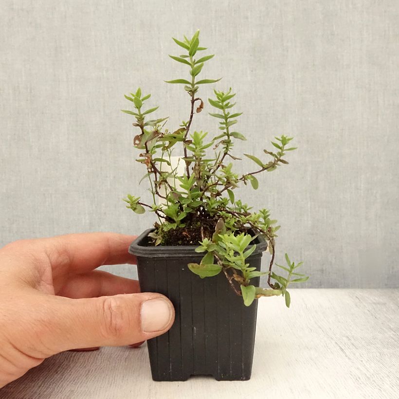 Ejemplar de Gentiana makinoi Blue Star Maceta de 8/9 cm entregado en verano