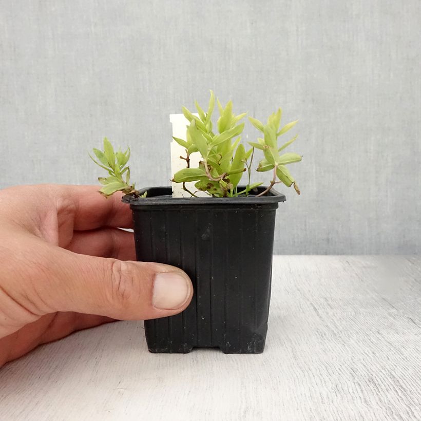 Ejemplar de Gentiana makinoi White Magic Maceta de 8/9 cm entregado en verano