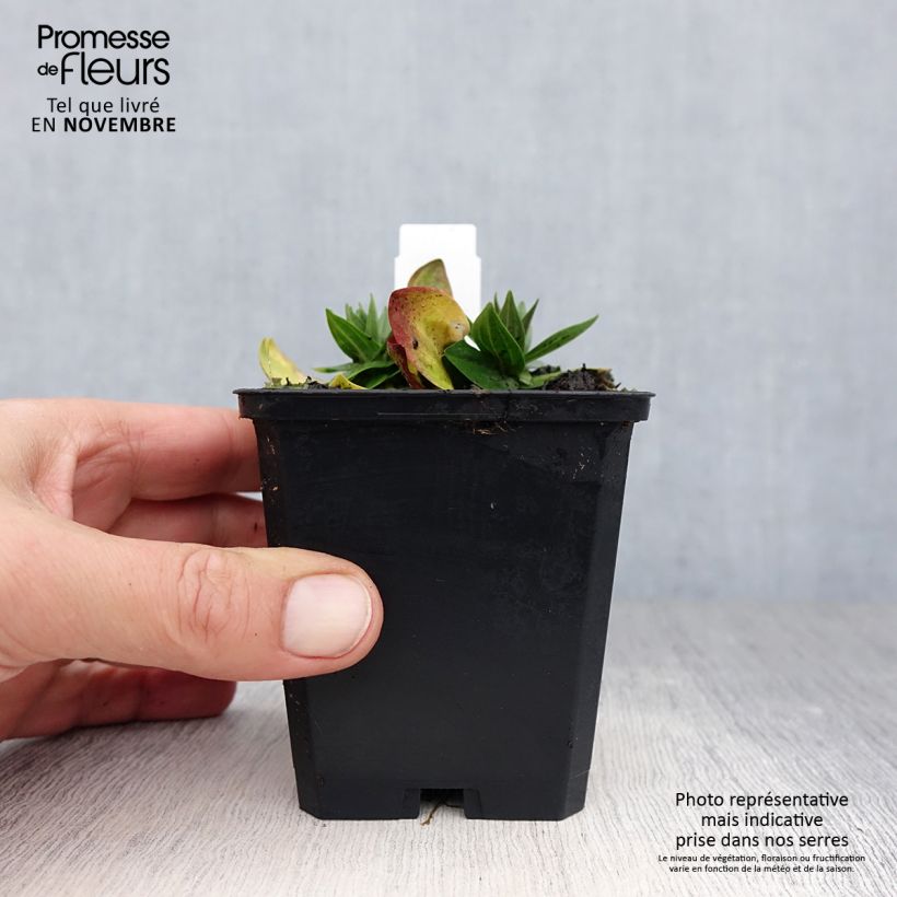 Ejemplar de Gentiana asclepiadea Maceta de 8/9 cm entregado en otoño