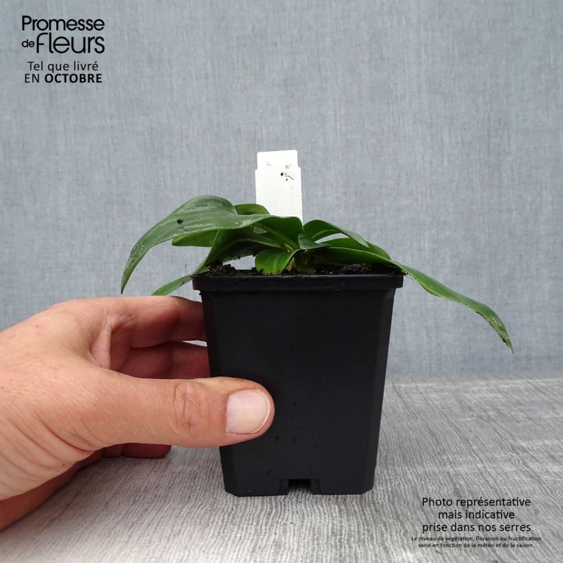 Ejemplar de Gentiana dahurica Maceta de 8/9 cm entregado en otoño