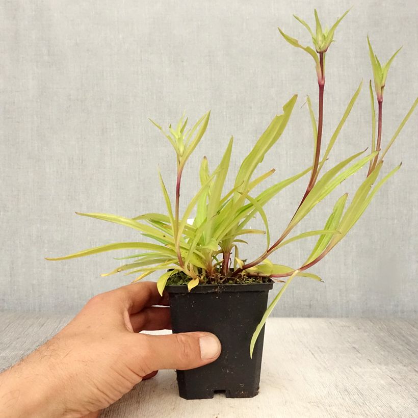 Ejemplar de Gentiana dahurica Maceta de 8/9 cm entregado en verano