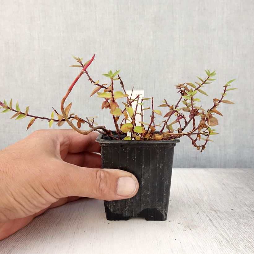 Ejemplar de Gentiana scabra Zuki-rindo - Genciana japonesa Maceta de 8/9 cm entregado en verano