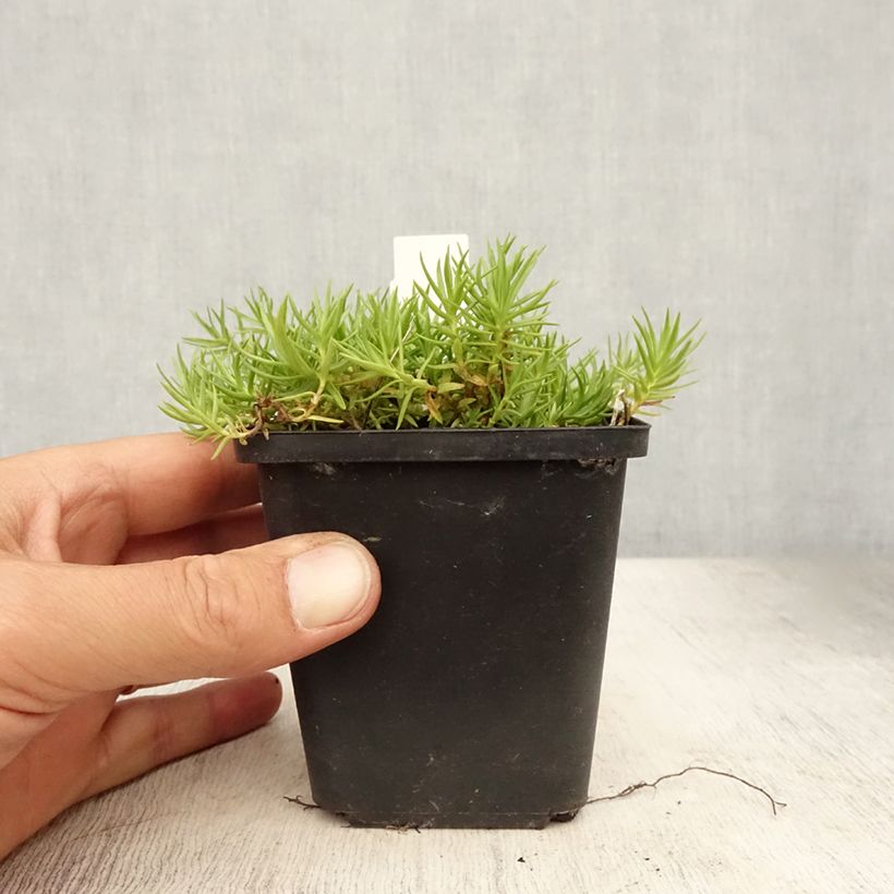 Ejemplar de Gentiana sino-ornata Maceta de 8/9 cm entregado en verano
