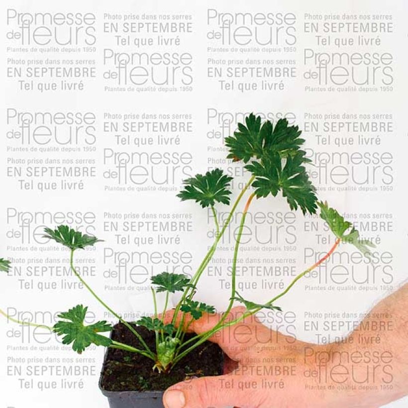 Ejemplar de Geranio Rozanne - Geranio vivaz Maceta de 8/9 cm entregado en otoño