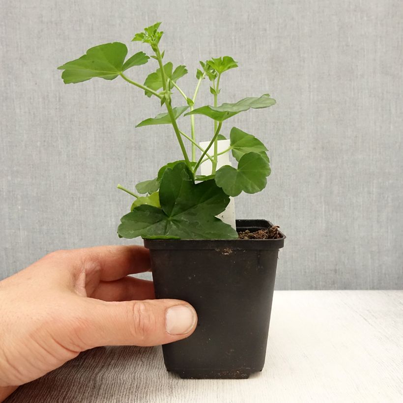 Geranio Balcon Desrumeaux - Gitanilla Maceta de 10 cm/11 cm Ejemplar entregado en la primavera