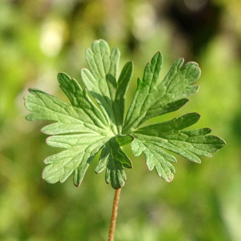 Geranio de prado Else Lacey - Geranium pratense (Follaje)