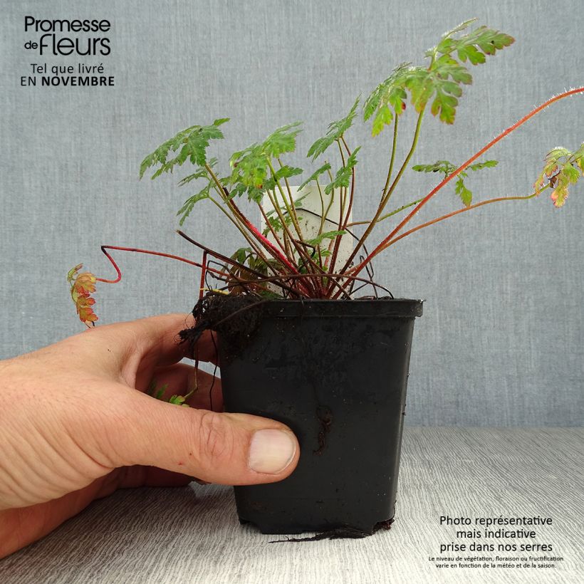 Ejemplar de Geranium robertianum - Hierba de San Roberto Maceta de 8/9 cm entregado en otoño