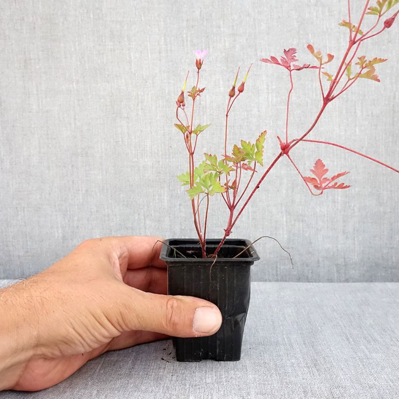 Ejemplar de Geranium robertianum - Hierba de San Roberto Maceta de 8/9 cm entregado en verano