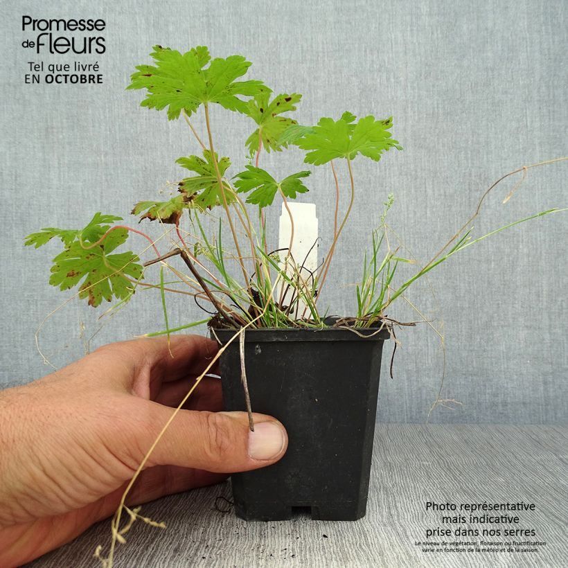 Ejemplar de Geranio Anne Thomson - Geranio vivaz Maceta de 8/9 cm entregado en otoño
