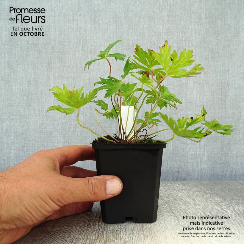 Ejemplar de Geranio Blue Sunrise - Geranio vivaz Maceta de 8/9 cm entregado en otoño