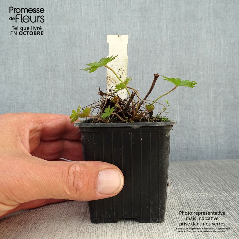 Ejemplar de Geranio de sangre Blushing Turtle - Geranium sanguineum Maceta de 8/9 cm entregado en otoño