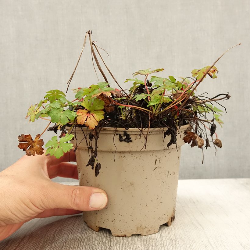 Ejemplar de Geranio cantabria Biokovo Maceta 2L/3L entregado en otoño