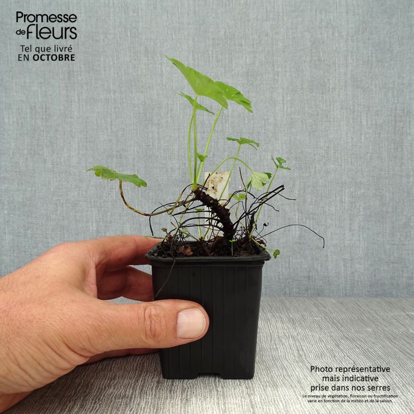 Ejemplar de Geranio cantabria Karmina Maceta de 8/9 cm entregado en otoño