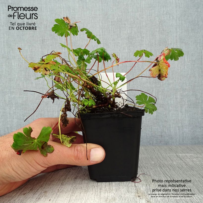 Ejemplar de Geranio cantabria St Ola Maceta de 8/9 cm entregado en otoño