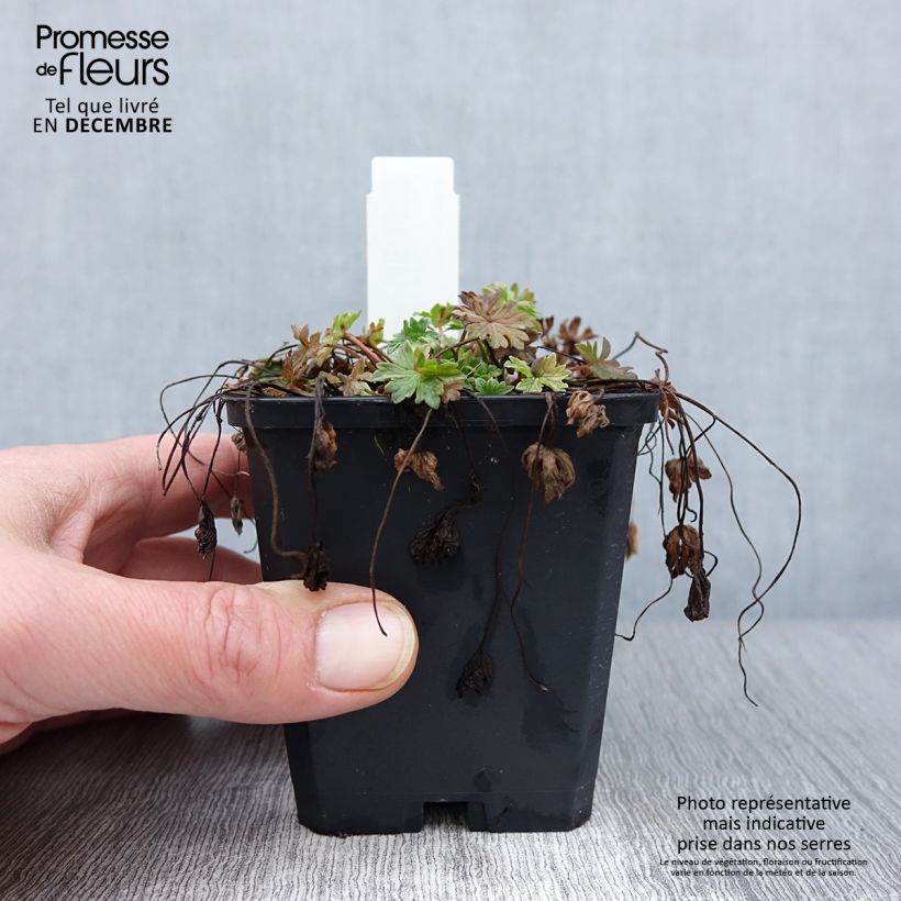 Ejemplar de Geranium cinereum Ballerina - Geranio vivaz Maceta de 8/9 cm entregado en otoño