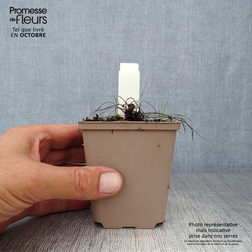 Ejemplar de Geranio cinereum Carol - Geranio vivaz Maceta de 8/9 cm entregado en otoño