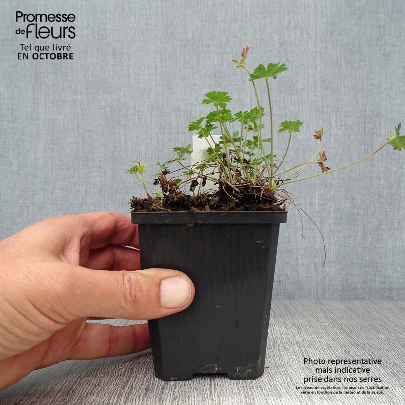 Ejemplar de Geranio cinereum v. subcaulescens Giuseppii - Geranio vivaz Maceta de 8/9 cm entregado en otoño