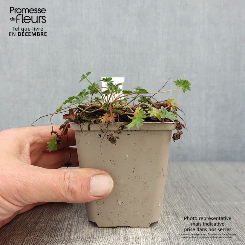 Ejemplar de Geranio cinereum v. subcaulescens - Geranio vivaz Maceta de 8/9 cm entregado en otoño