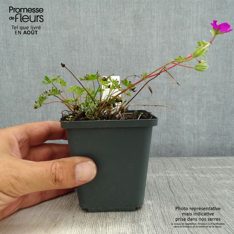 Ejemplar de Geranio cinereum v. subcaulescens - Geranio vivaz Maceta de 8/9 cm entregado en verano