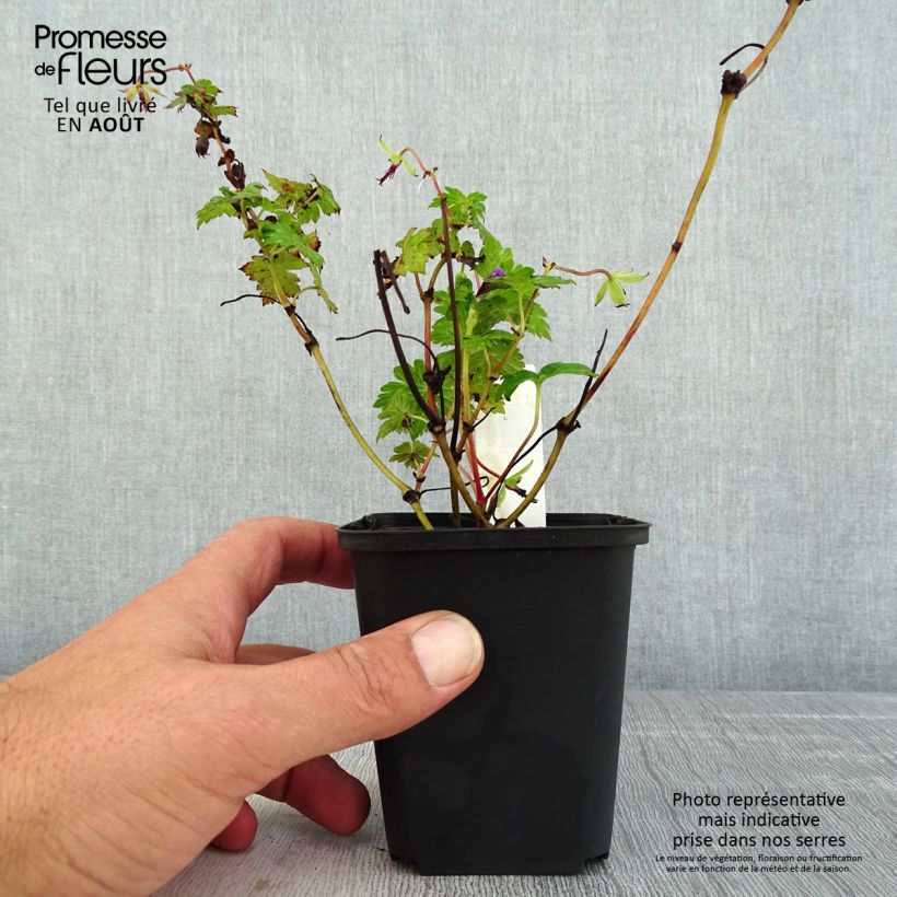 Ejemplar de Geranio Censation Daily Purple - Geranio vivaz Maceta de 8/9 cm entregado en verano