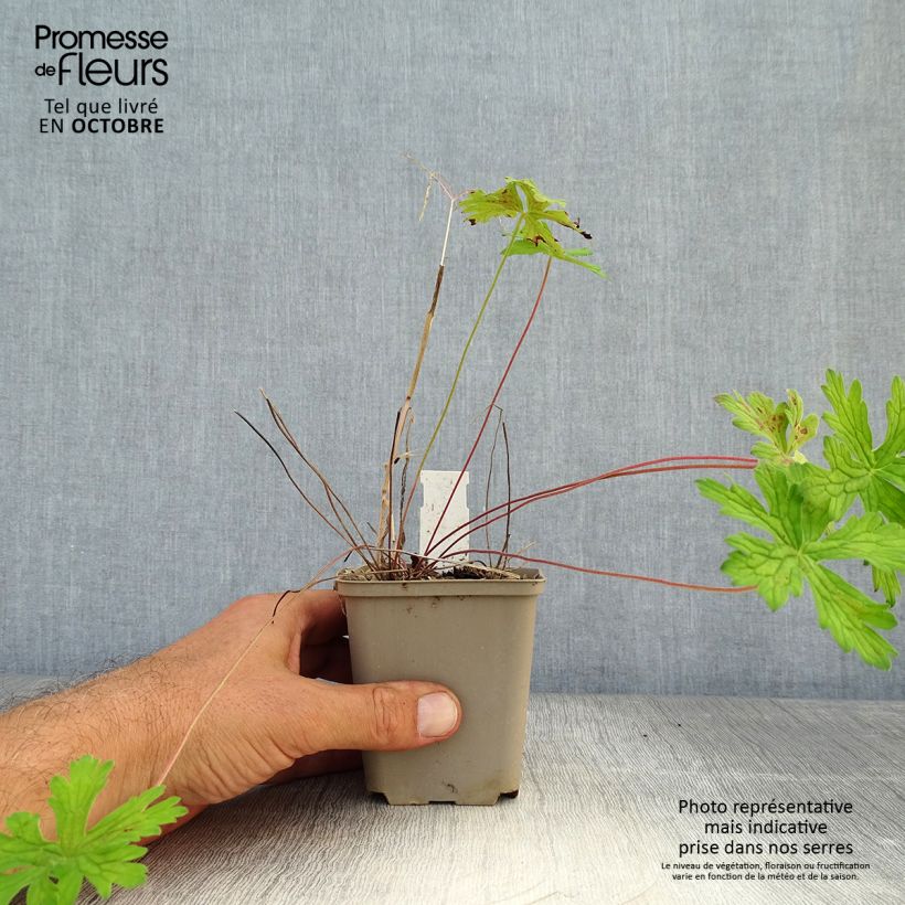Ejemplar de Geranio del Himalaya Blanco - Geranium Derrick Cook Maceta de 8/9 cm entregado en otoño