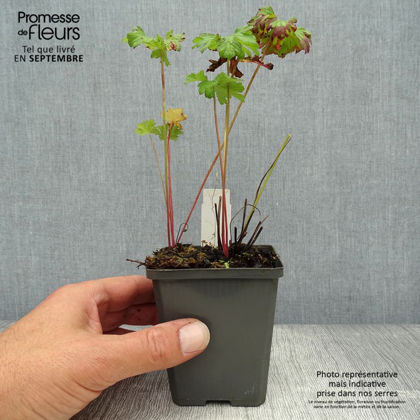 Ejemplar de Geranio del Himalaya Azul - Geranium himalayense Maceta de 8/9 cm entregado en otoño