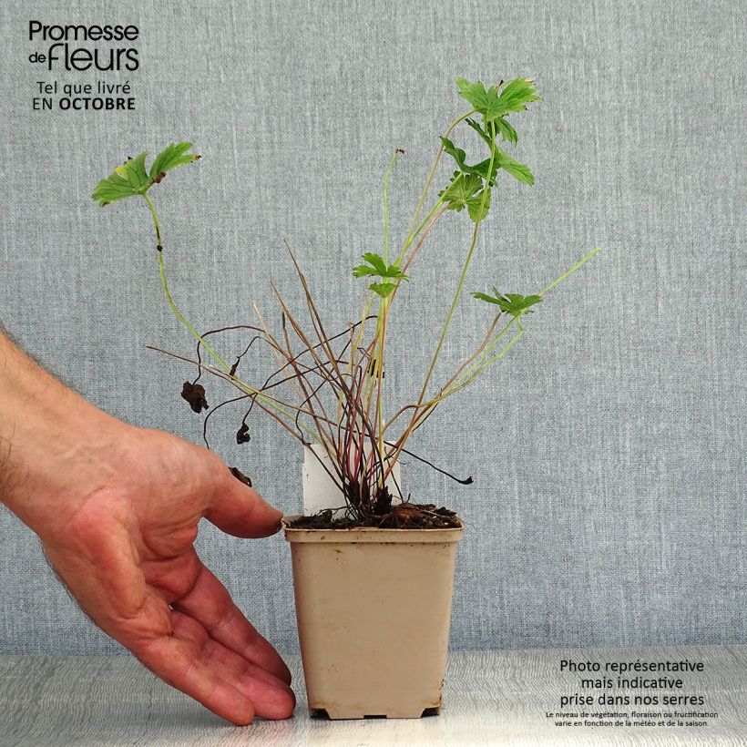 Ejemplar de Geranio del Himalaya Pleno - Geranium himalayense Plenum Maceta de 8/9 cm entregado en otoño