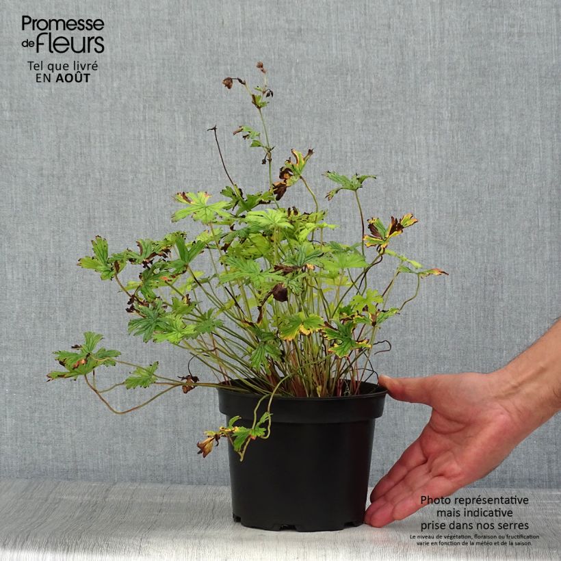 Ejemplar de Geranio del Himalaya Pleno - Geranium himalayense Plenum Maceta 2L/3L entregado en verano