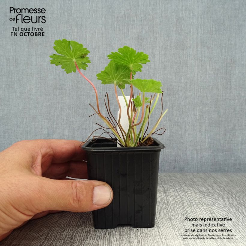 Ejemplar de Geranio Joy - Geranio vivaz Maceta de 8/9 cm entregado en otoño