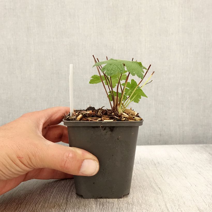 Ejemplar de Geranio Karen Wouters - Geranio vivaz Maceta de 8/9 cm entregado en otoño