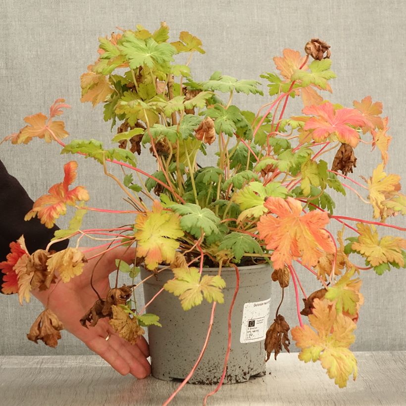 Ejemplar de Geranio macrorrhizum Czakor - Geranio bulgaro Maceta 3L/4L entregado en otoño