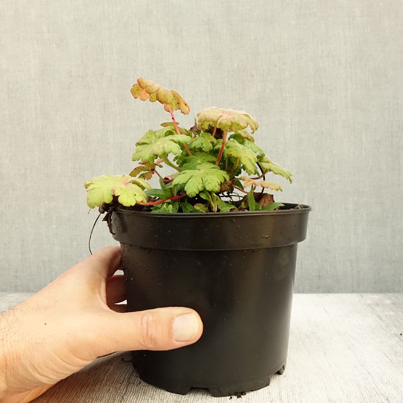 Ejemplar de Geranio macrorrhizum Spessart - Geranio bulgaro Maceta 2L/3L entregado en otoño