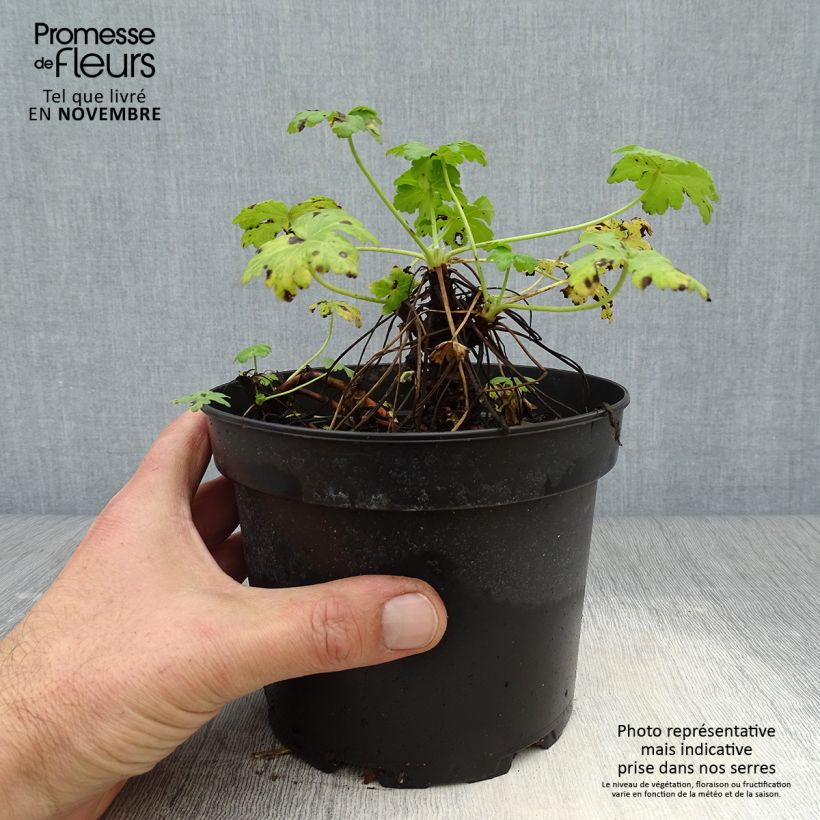 Ejemplar de Geranio macrorrhizum White Ness - Geranio bulgaro Maceta 2L/3L entregado en otoño