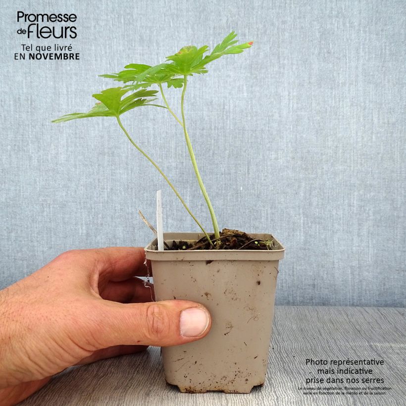 Ejemplar de Geranio maculatum Chatto - Geranio salvaje Maceta de 8/9 cm entregado en otoño