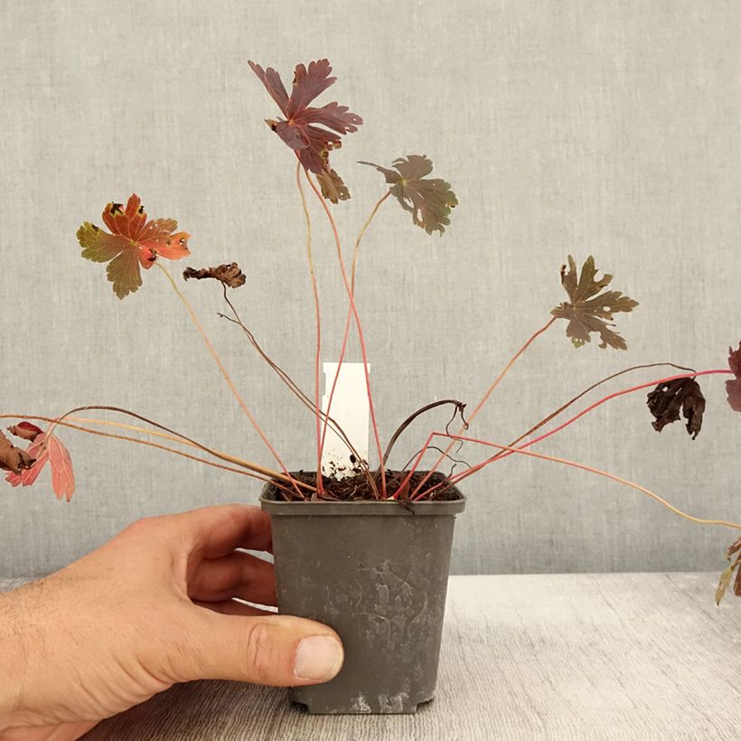Ejemplar de Geranio maculatum Stormy Night - Geranio salvaje Maceta de 8/9 cm entregado en otoño