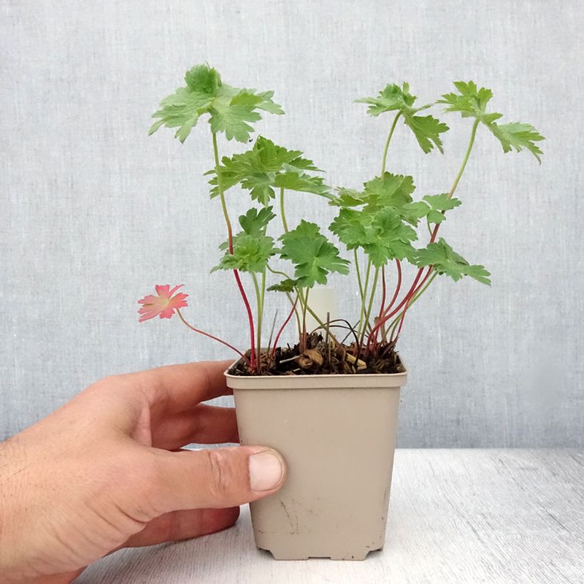 Ejemplar de Geranio magnificum Rosemoor - Geranio vivaz Maceta de 8/9 cm entregado en verano