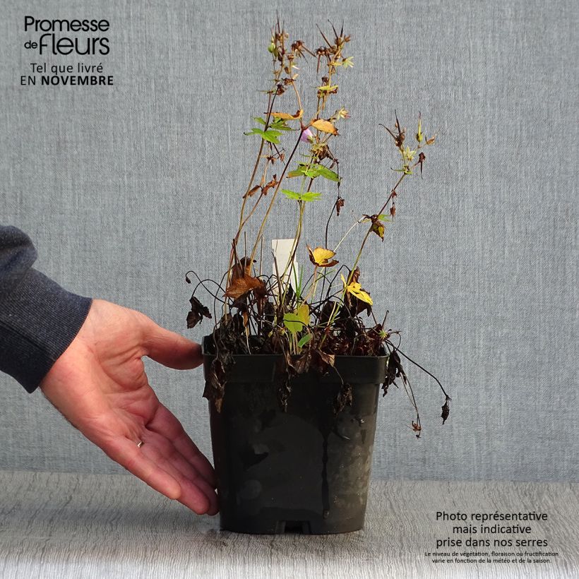 Ejemplar de Geranium nodosum - Geranio nudoso Maceta 2L/3L entregado en otoño