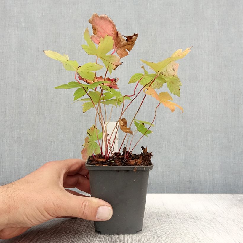 Ejemplar de Geranio nudoso Simon Maceta de 8/9 cm entregado en otoño