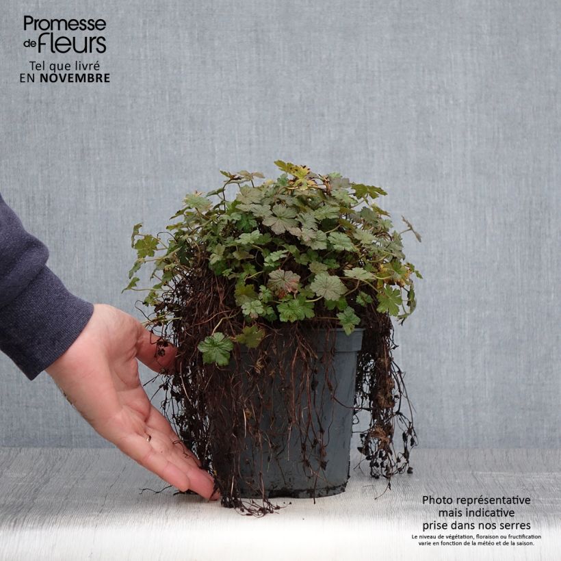 Ejemplar de Geranio oxonianum Orkney Cherry - Geranio vivaz Maceta 1,5L/2L entregado en otoño