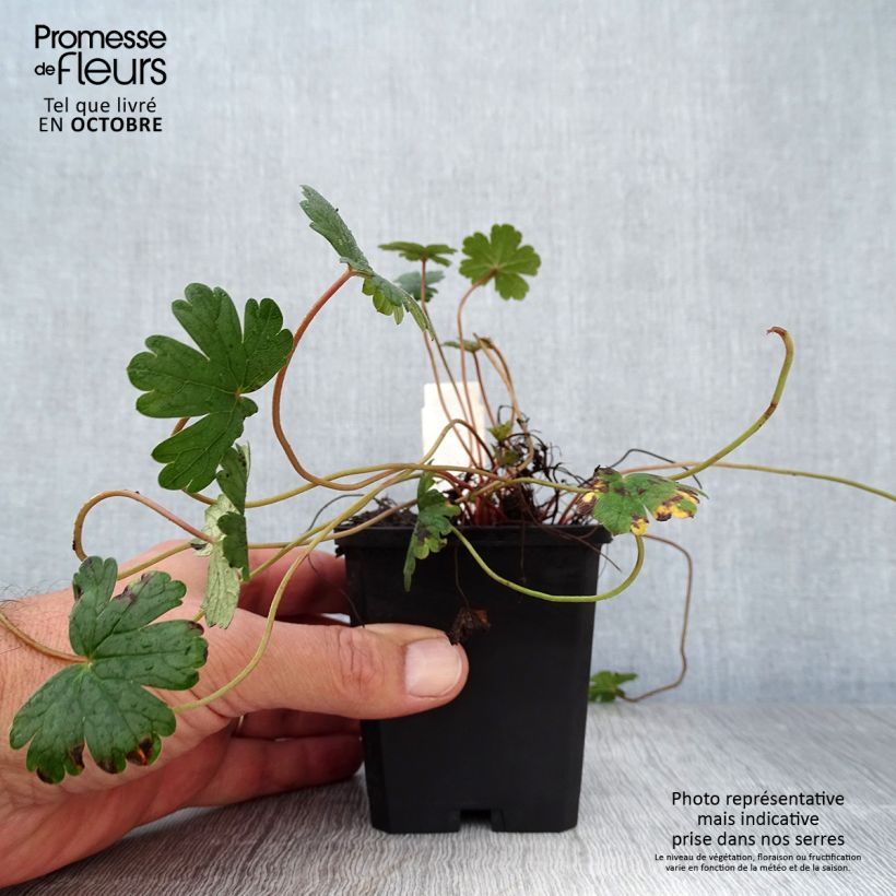 Ejemplar de Geranio oxonianum Orkney Cherry - Geranio vivaz Maceta de 8/9 cm entregado en otoño