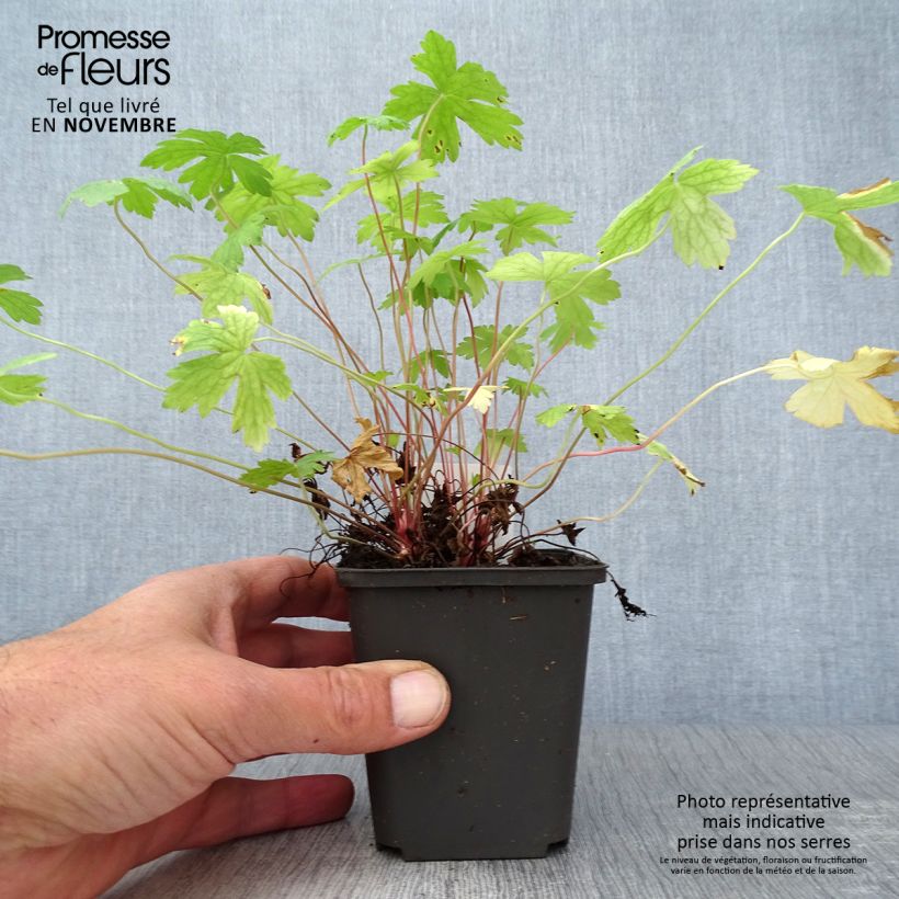 Ejemplar de Geranio oxonianum Ankum's White - Geranio vivaz Maceta de 8/9 cm entregado en otoño